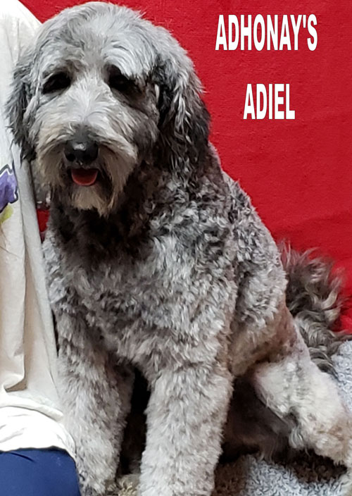Premium australian labradoodles